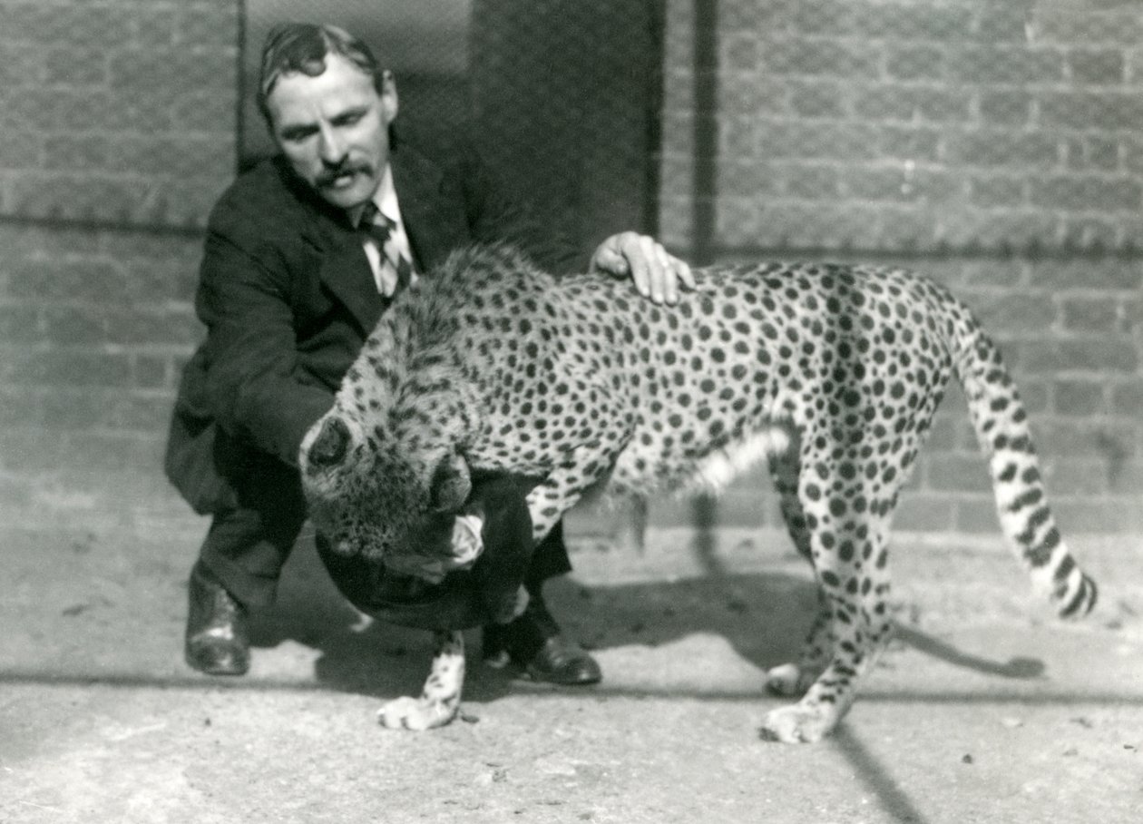 Keeper Charles Dixon med en lekfull gepard på London Zoo, oktober 1922 av Frederick William Bond