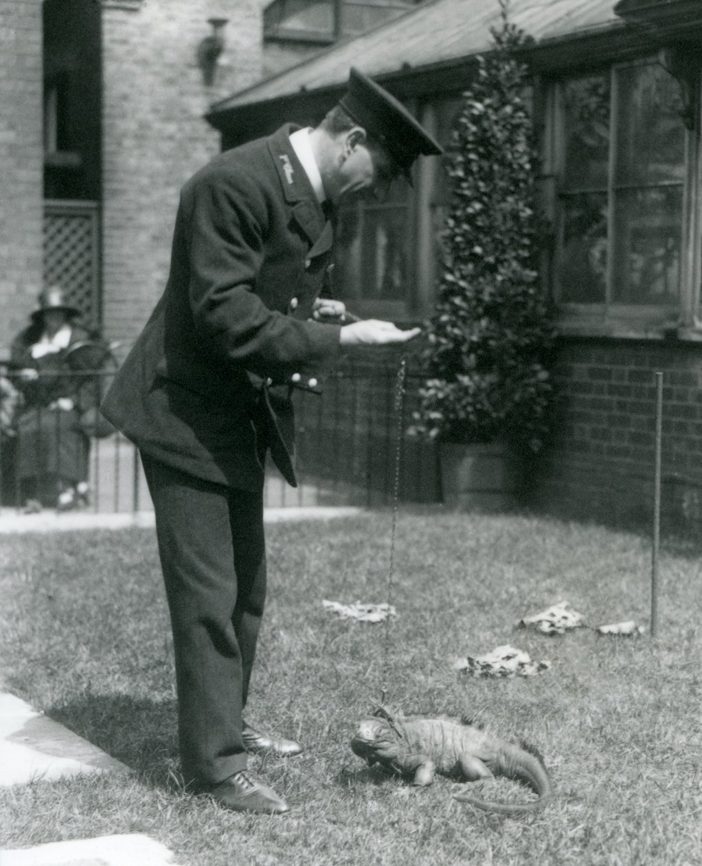Keeper Collins på en gräsmatta i London Zoo med en Clouded Rock Iguana i ledning, London Zoo, 1924 av Frederick William Bond