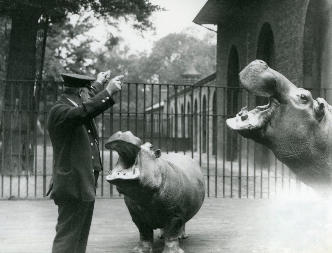 Väktaren Ernie Bowman med flodhästarna Bobbie och Joan i London Zoo, juli 1923 (svart foto) av Frederick William Bond