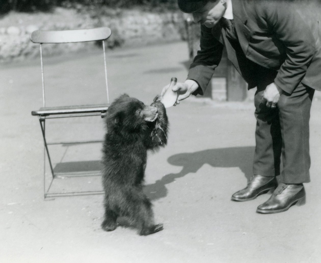 Keeper Harry Warwick flaska matar en sengångsbjörnunge på London Zoo, augusti 1921 av Frederick William Bond