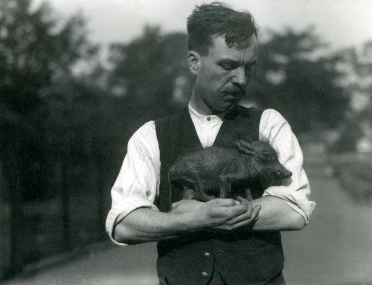 Keeper Harry Warwick vaggar ett vårtsvinsbarn i famnen på London Zoo, augusti 1922 av Frederick William Bond