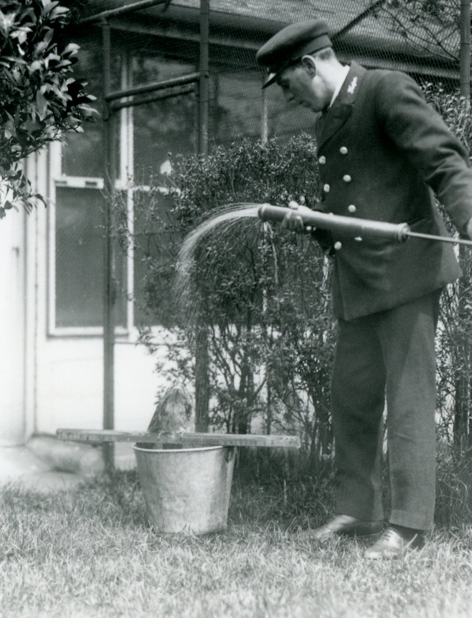 Keeper Thomas Raggett ger en Tawny Frogmouth en dusch, London Zoo, 1924 av Frederick William Bond