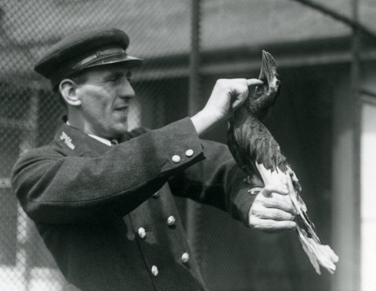 Keeper, Thomas Raggett, strök en stor indisk näshornsfågel under näbben på London Zoo, 1924 av Frederick William Bond