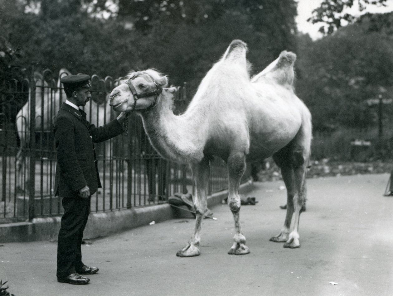 Keeper W. Styles med en baktrisk kamel på London Zoo, juli 1914 av Frederick William Bond