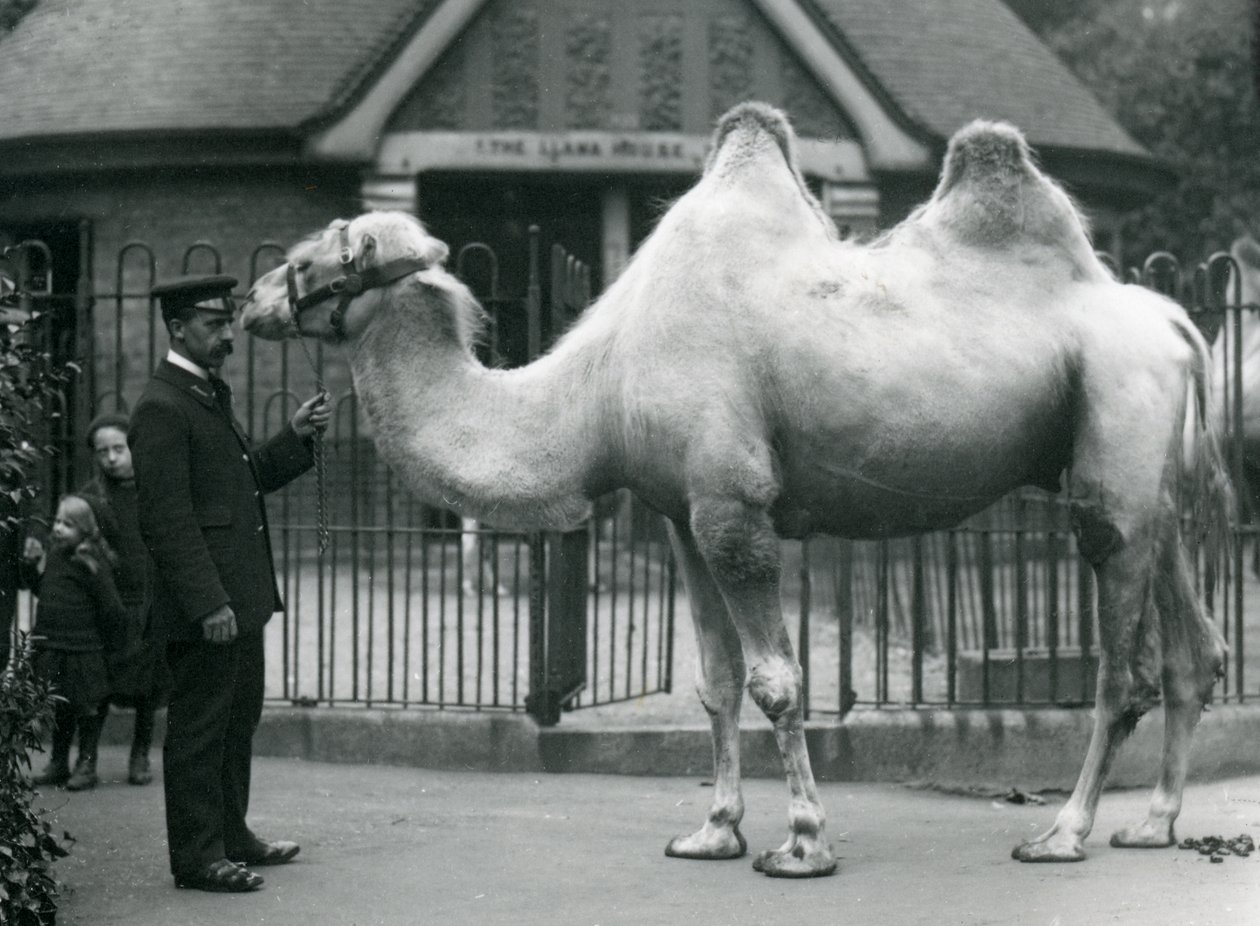 Keeper W. Styles, med en baktrisk kamel, utanför Lamahuset på London Zoo, juli 1914 av Frederick William Bond