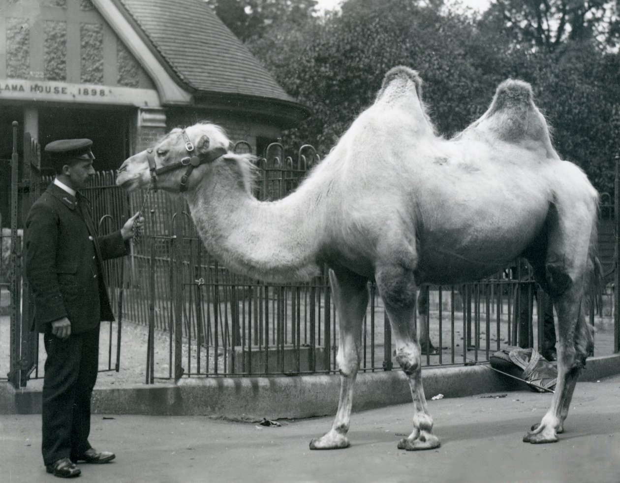 Keeper W. Styles, med en baktrisk kamel, utanför Lamahuset på London Zoo, juli 1914 av Frederick William Bond