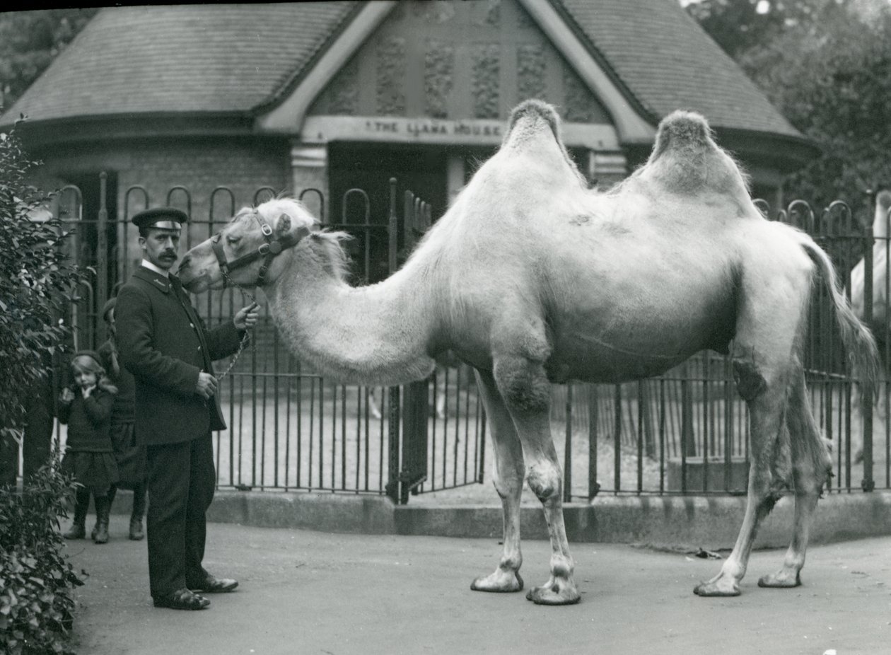 Keeper W. Styles, med en baktrisk kamel, utanför Lamahuset på London Zoo, juli 1914 av Frederick William Bond