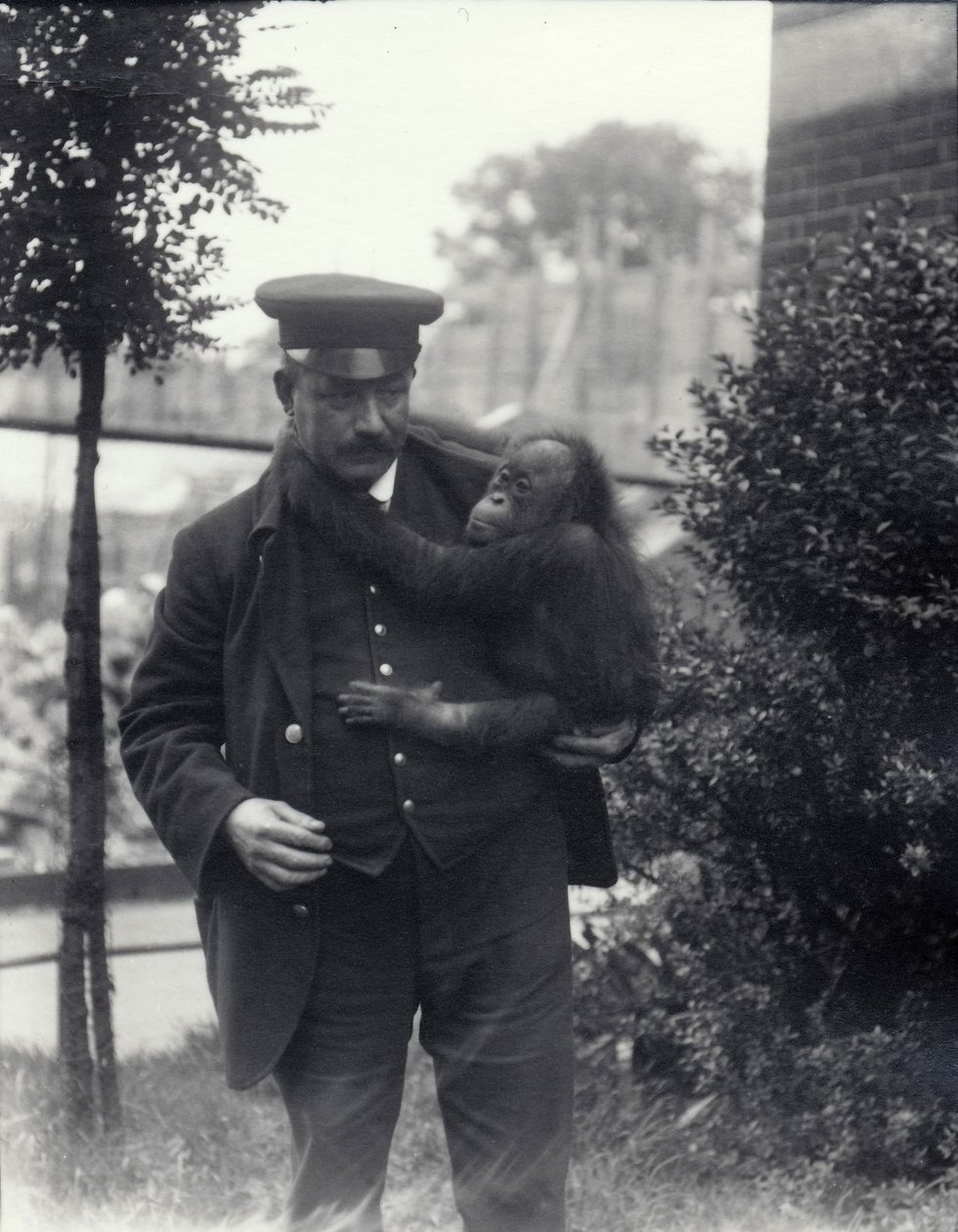 Keeper Z. Rodwell håller ung orangutang på London Zoo, oktober 1913 av Frederick William Bond
