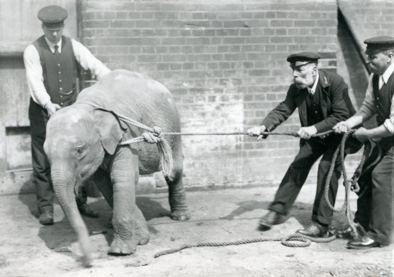 Keepers A. Church, Charles Eyles och H. Robertson försöker leda en asiatisk elefant på ett rep, London Zoo, september 1919 av Frederick William Bond