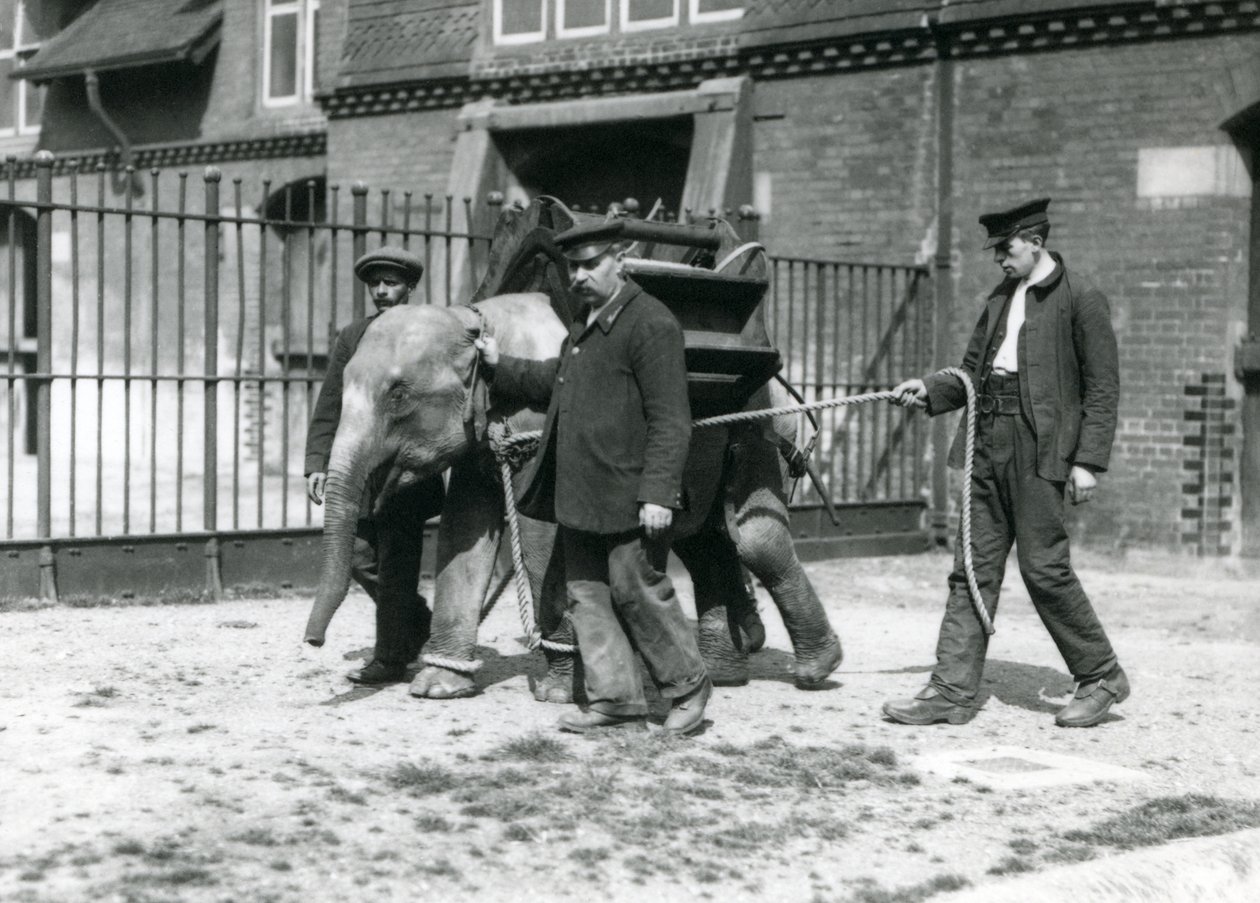 Väktarna Jack Milbourne, H Robertson och Thomas tränar en ung asiatisk elefant, London Zoo, maj 1922 (svart foto). av Frederick William Bond