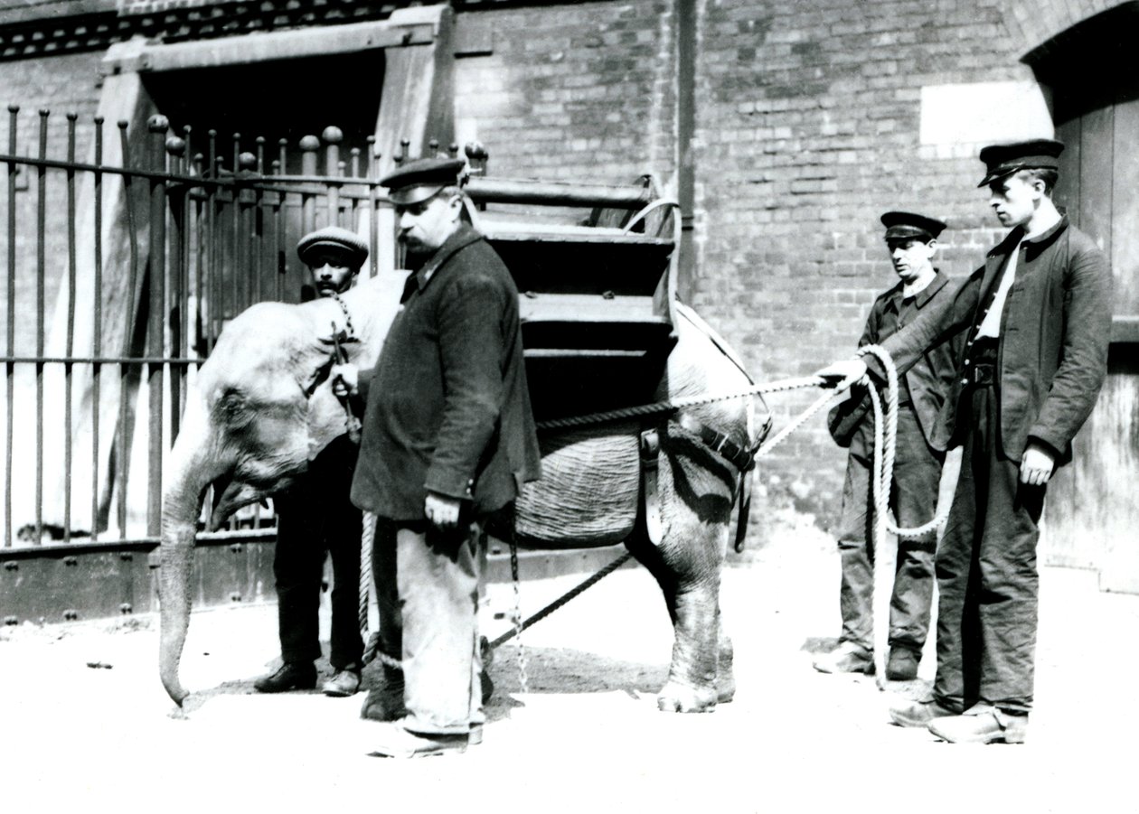 Väktarna Jack Milbourne, H Robertson och Thomas tränar en ung asiatisk elefant, London Zoo, maj 1922 (svart foto). av Frederick William Bond