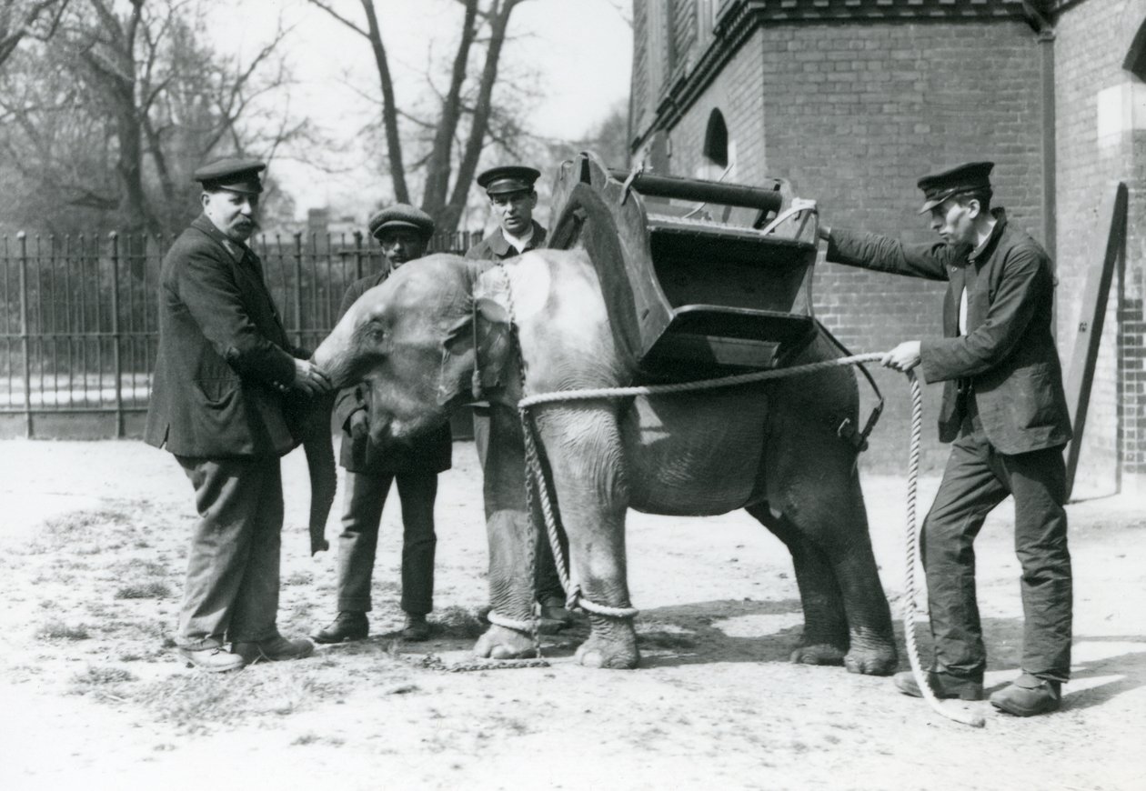 Väktarna Jack Milbourne, H Robertson och Thomas tränar en ung asiatisk elefant, London Zoo, maj 1922 (svart foto). av Frederick William Bond