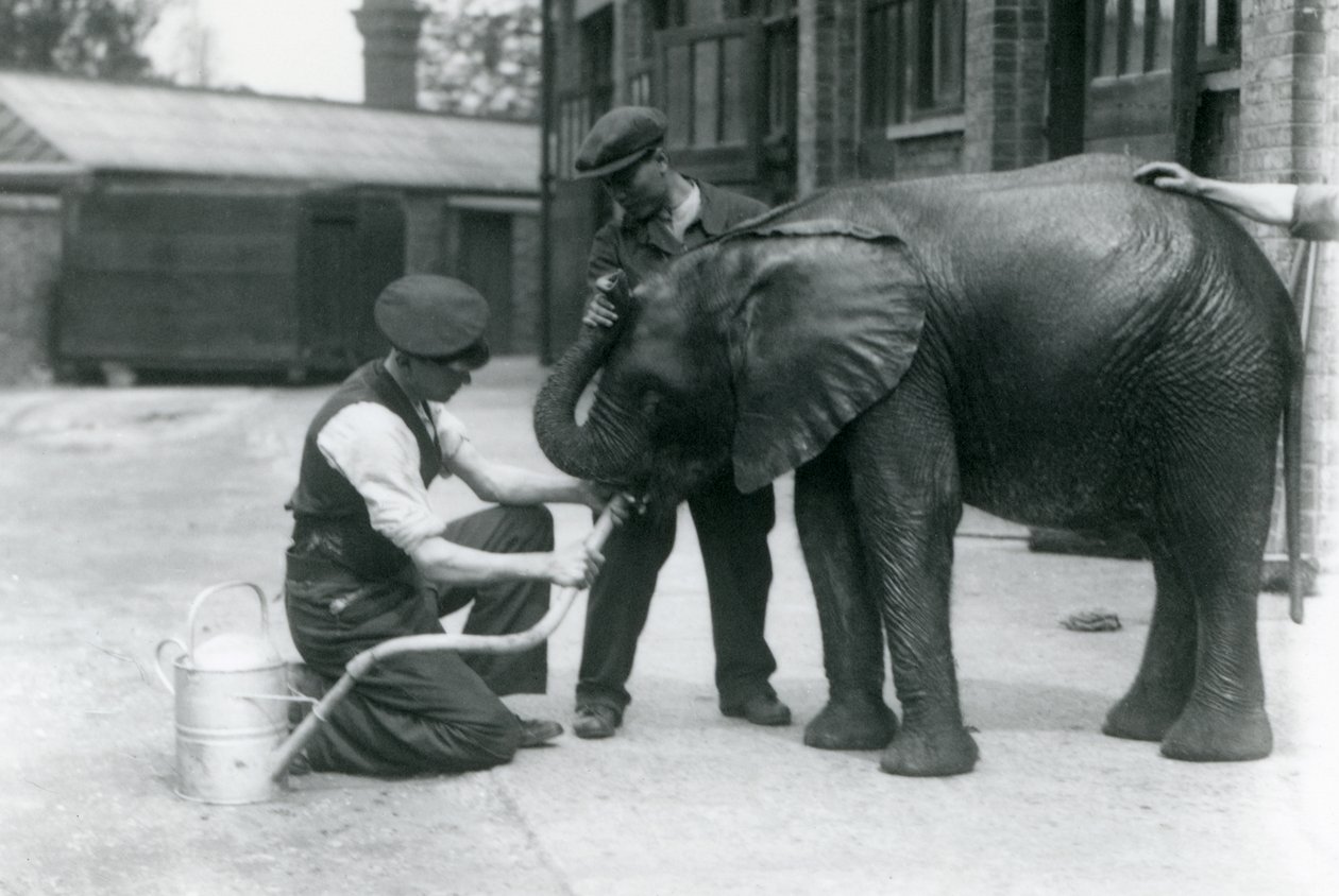 Skötare hjälper den unga afrikanska elefanten Kiberenge att dricka ur en slang som har fästs vid en vattenkanna, London Zoo, juli 1924 av Frederick William Bond