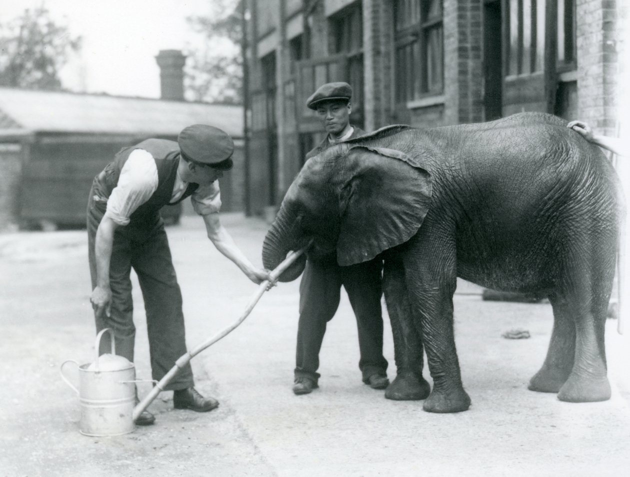 Skötare hjälper unga hane av afrikansk elefant Kiberenge att dricka ur en slang som har fästs vid en vattenkanna, London Zoo, juli 1924 av Frederick William Bond