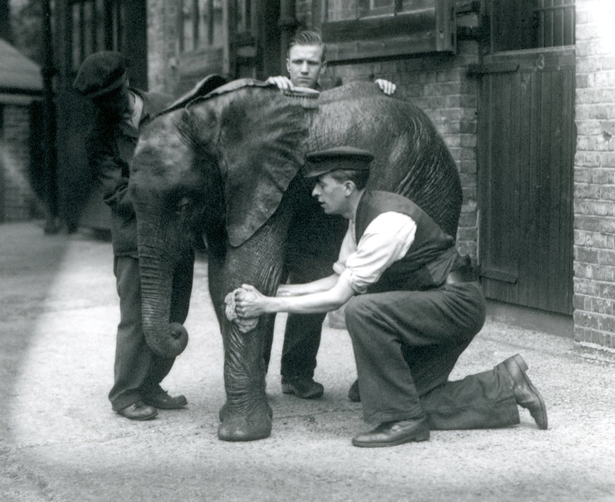 Väktare som oljar huden på den unga afrikanska elefanten Kiberenge, London Zoo, juli 1924 av Frederick William Bond
