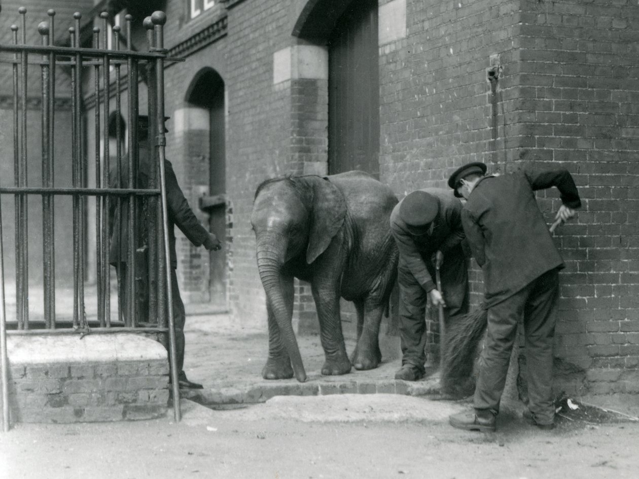 Väktare med ung hane av afrikansk elefant Kiberenge, London Zoo, 1924 av Frederick William Bond