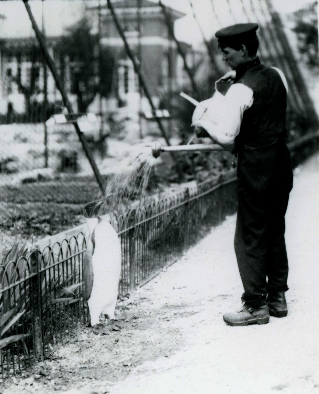 King Penguin, som fick en dusch, av djurhållaren Harry Munro, med en vattenkanna på London Zoo maj 1914. Munro dödades i första världskriget efter att ha tjänstgjort i armén, i luftskepp och på anti-subma av Frederick William Bond