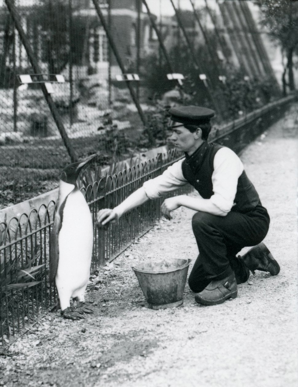 King Penguin, som fick en tvätt, av djurhållaren Harry Munro, med en svamp på London Zoo maj 1914. Munro dödades i första världskriget efter att ha tjänstgjort i armén, i luftskepp och på anti-ubåtspat. av Frederick William Bond