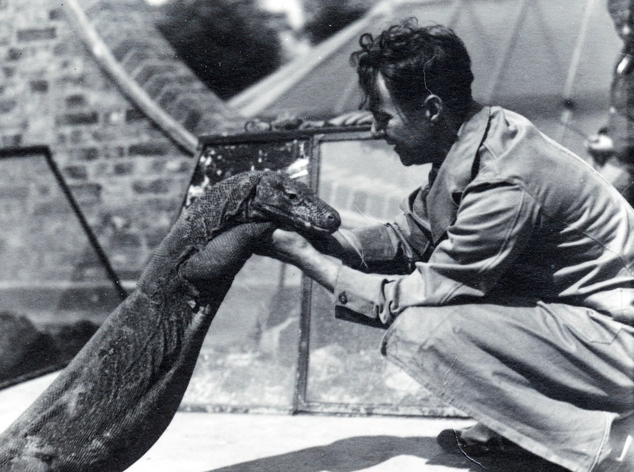 Komodovaranen på Sumbawa med vårdaren H. Alec Budd, 1928 av Frederick William Bond