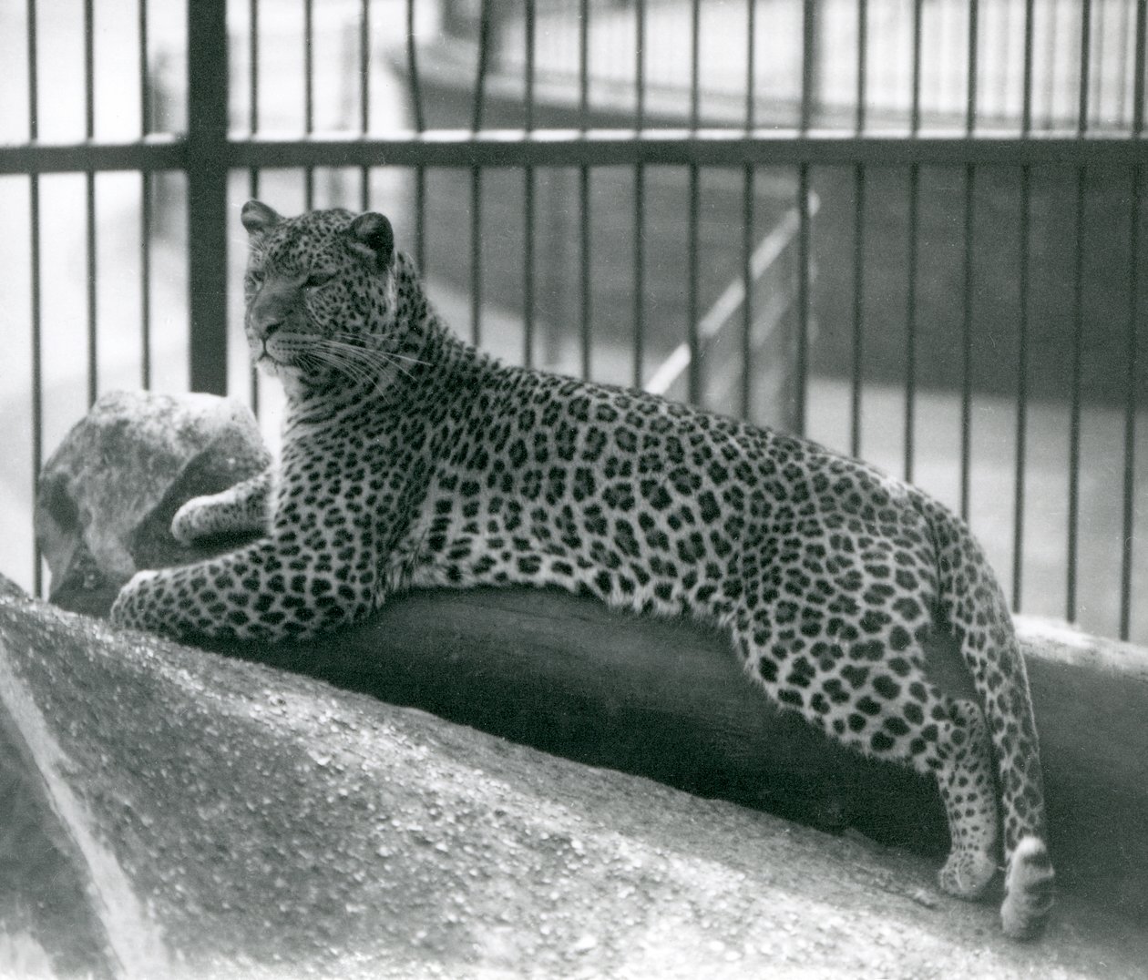 Leopard Rex liggande på en stock i sitt inhägnad på London Zoo i juli 1925 av Frederick William Bond