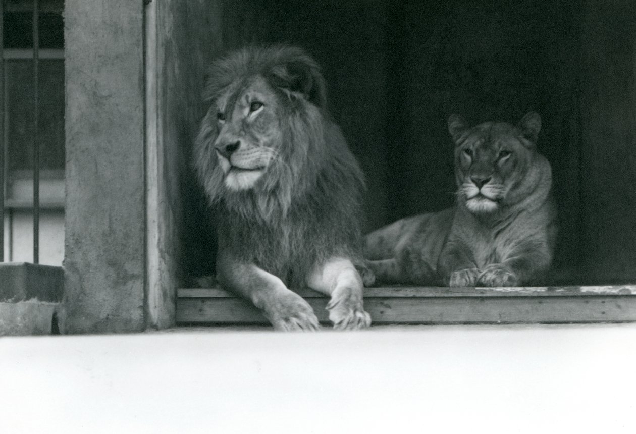 Lejonet och lejoninnan Kuja och Caroline på ZSL London Zoo, juli 1924 av Frederick William Bond