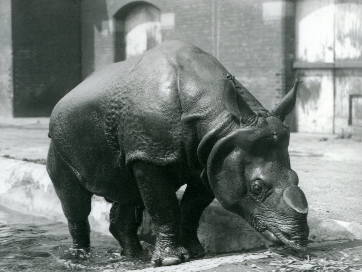 Den indiska noshörningen Felix lämnar sin pool på London Zoo 1928 av Frederick William Bond