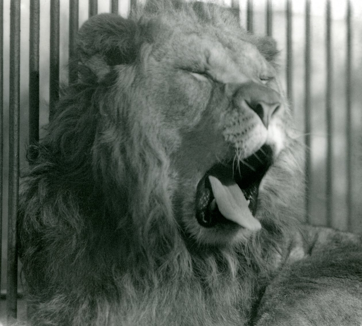 Lejonhanen, Abdullah, gäspar i sin inhägnad på London Zoo 1925 av Frederick William Bond