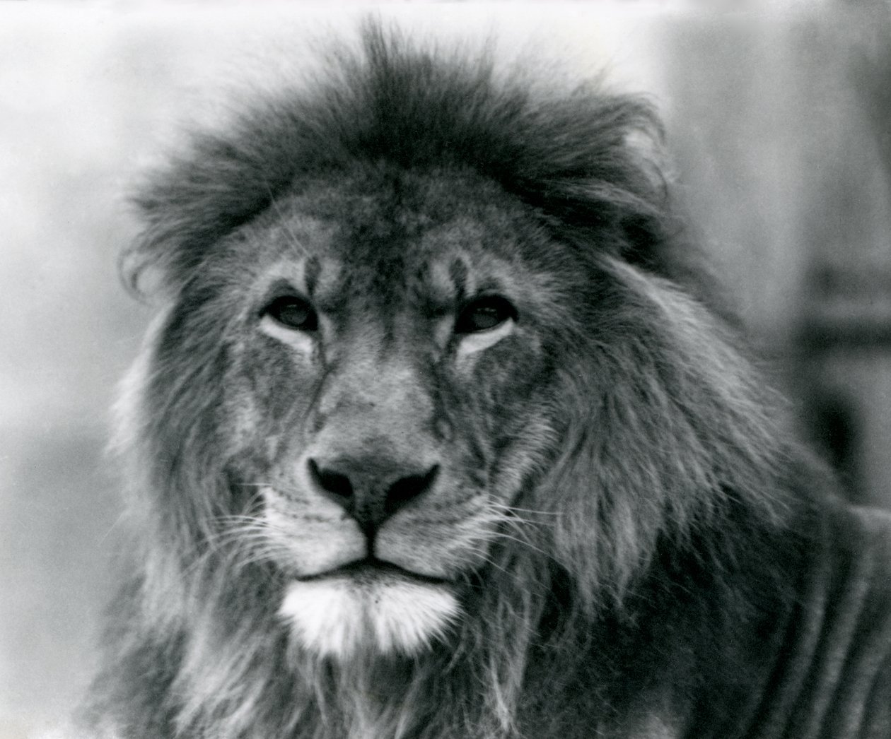 Lejonhanen Kuja på London Zoo i januari 1925 av Frederick William Bond