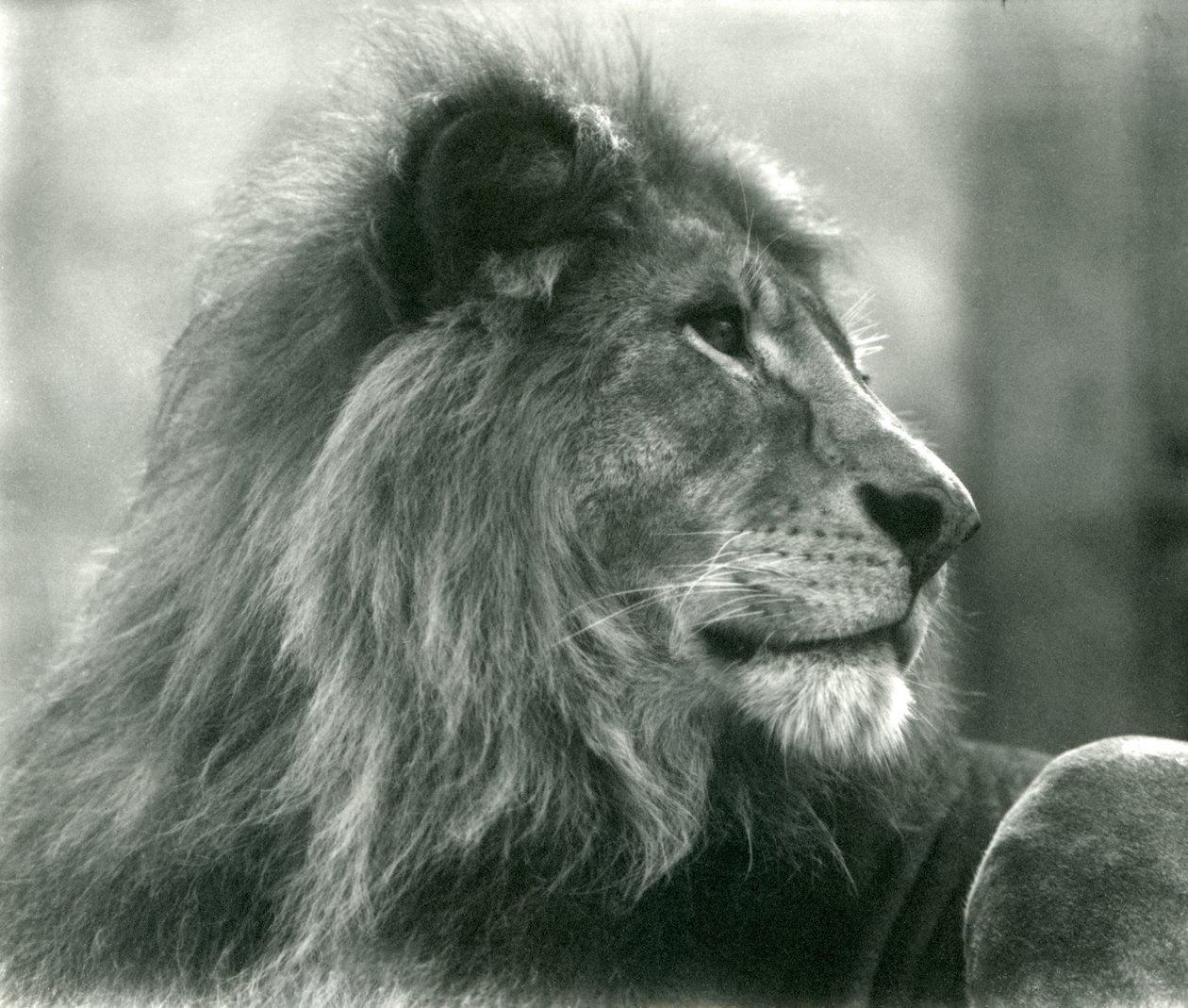 Lejonhanen Kuja på London Zoo i januari 1925 av Frederick William Bond