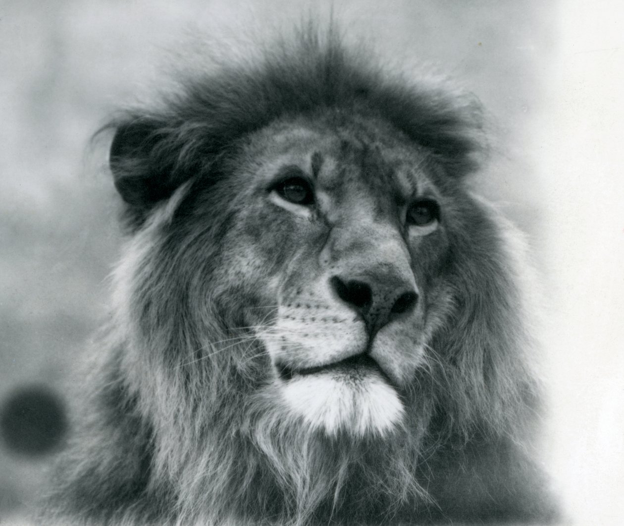 Lejonhanen Kuja på London Zoo i januari 1925 av Frederick William Bond