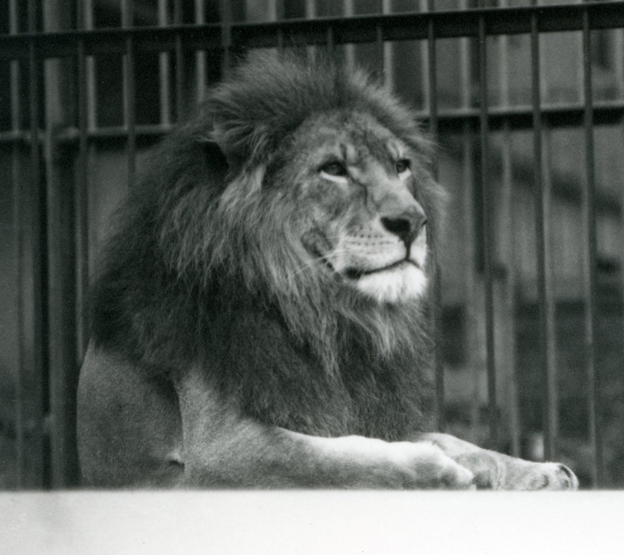 Lejonhanen Kuja liggandes i sin inhägnad på London Zoo i januari 1925 av Frederick William Bond