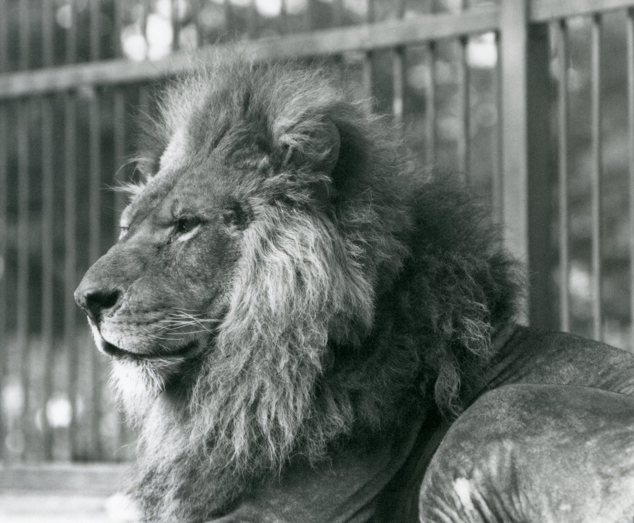 Lejonhanen Toto liggande i sitt inhägnad på London Zoo i september 1927 av Frederick William Bond