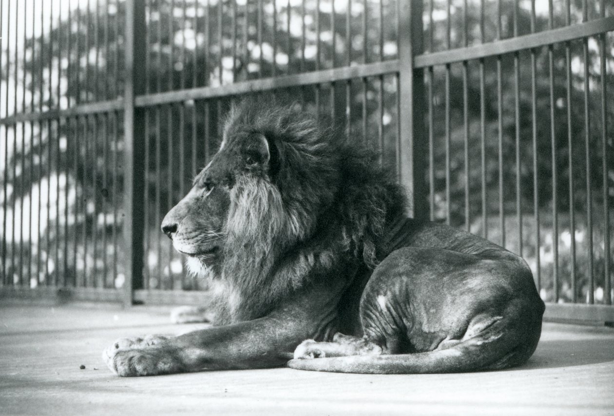 Lejonhanen Toto liggande i sitt inhägnad på London Zoo i september 1927 av Frederick William Bond