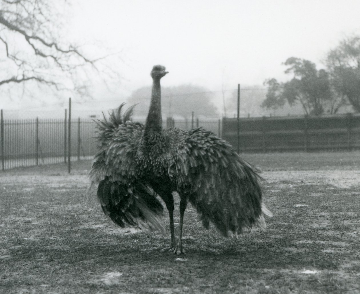 Manlig samtalsvisning vid en Greater Rhea, London Zoo av Frederick William Bond