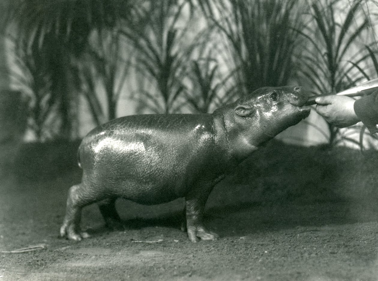 Percy, en ung pygméflodhäst som handmatas på London Zoo, november 1923 (bw-foto) av Frederick William Bond