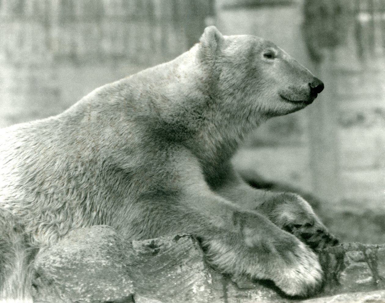 Isbjörnen Sam vilar på klippor på Mappin Terraces, London Zoo, före 1930 av Frederick William Bond