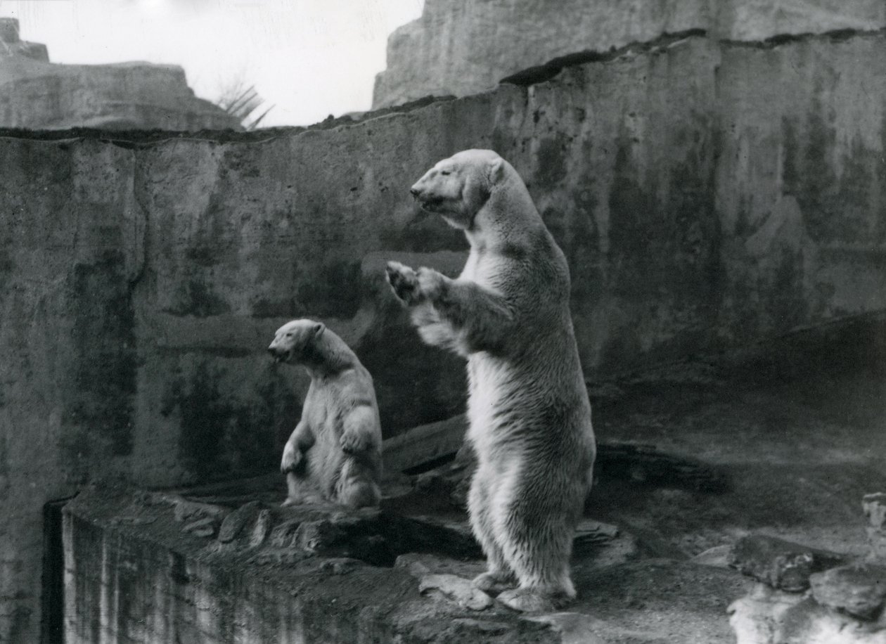 Isbjörnarna "Sam" och "Barbara" står på bakbenen och tittar ut ur sitt inhägnad på London Zoo, mars 1921 av Frederick William Bond