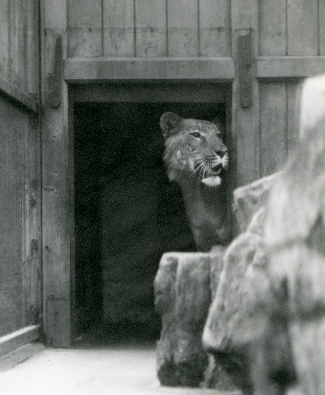 Ranji en manlig Tigon, London Zoo, juli 1924 av Frederick William Bond