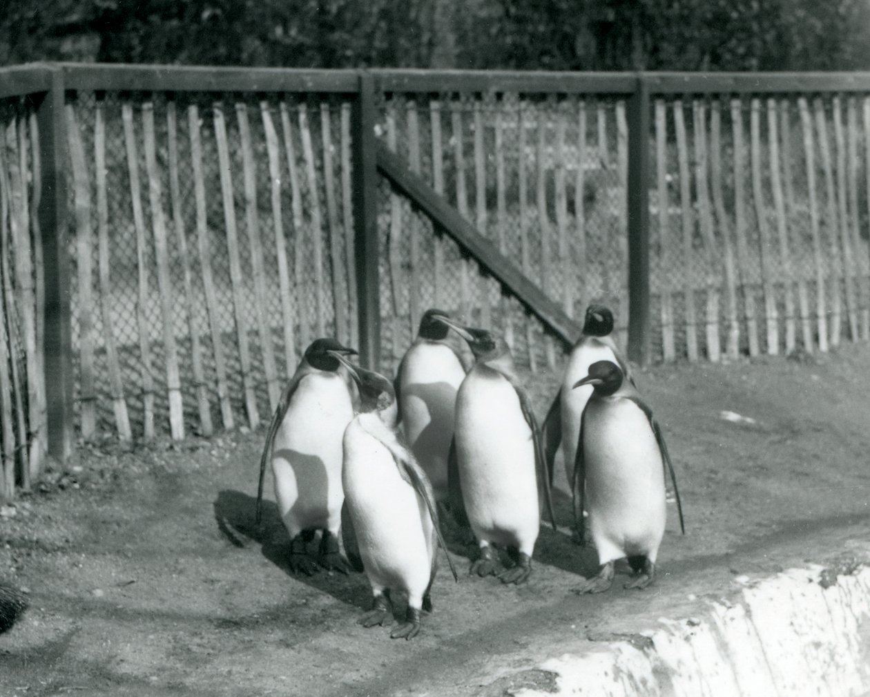Sex kungpingviner går bredvid sin pool på London Zoo 1927 av Frederick William Bond
