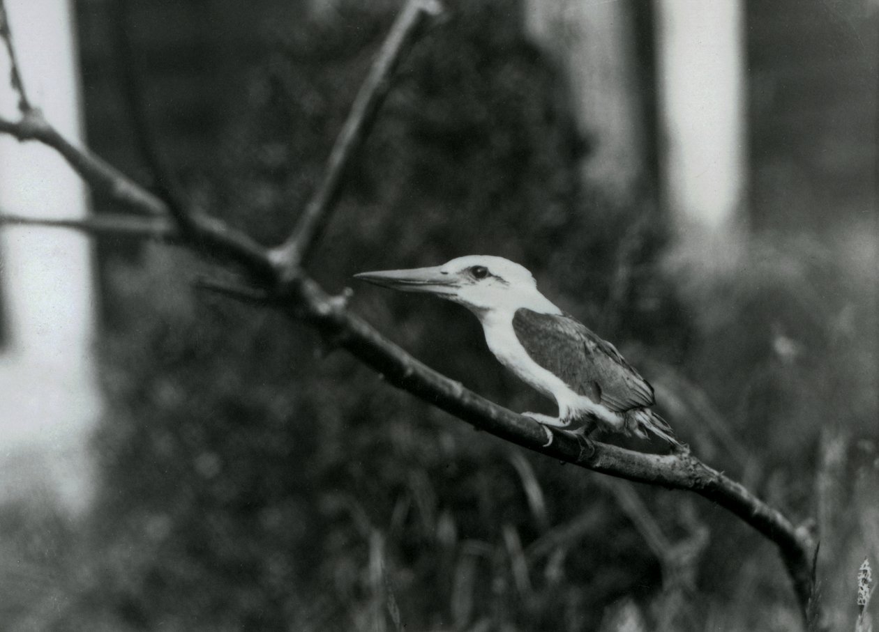 Storknäbbkungsfiskare vilar på en gren, denna underart är från Sulu Archipelago i Filippinerna, London Zoo av Frederick William Bond