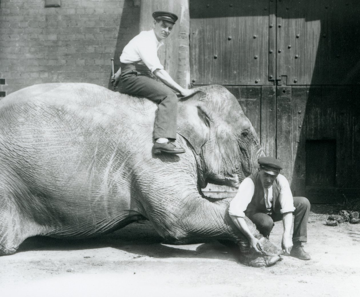 Sundermalah får sin främre fot trimmad av en målvakt, med en fil, medan en annan sitter på hennes rygg, London Zoo, augusti 1926 av Frederick William Bond