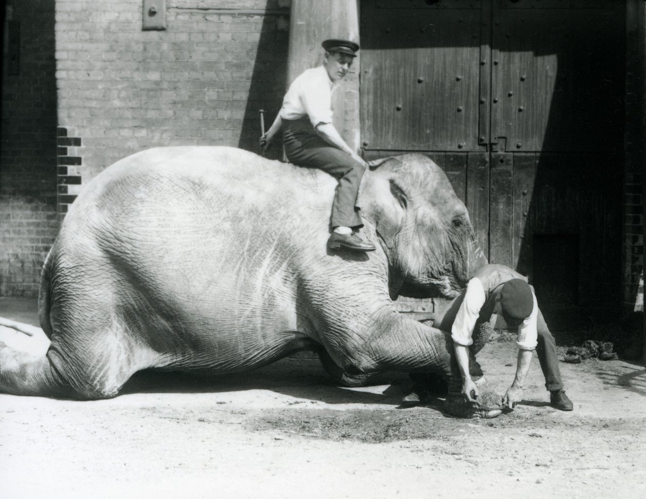 Sundermalah får sin främre fot trimmad av en målvakt, med en fil, medan en annan sitter på hennes rygg, London Zoo, 1926 av Frederick William Bond
