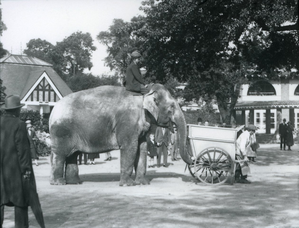 Syed Ali rider på Indianani bakom en kärra, London Zoo, oktober 1925 av Frederick William Bond