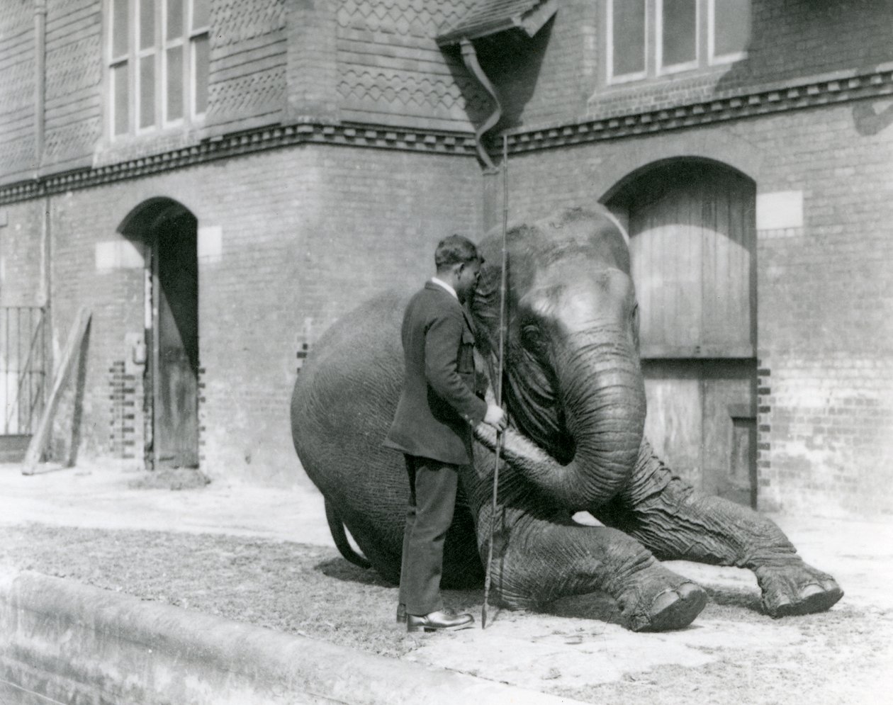Syed Ali tränar Indiarani framför elefanthuset, London Zoo, augusti 1923 (svart foto). av Frederick William Bond