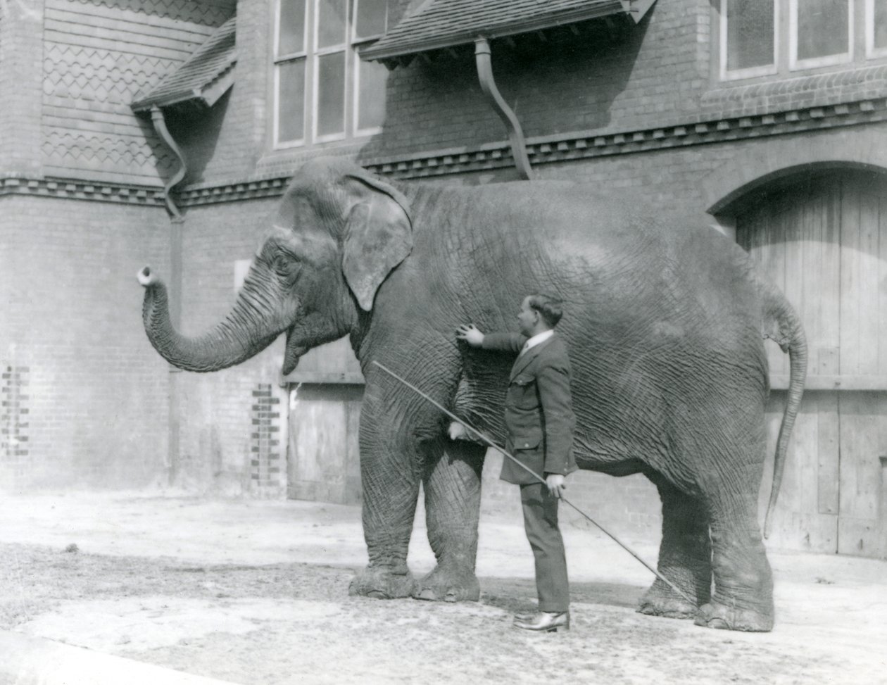 Syed Ali tränar Indiarani framför elefanthuset, London Zoo, augusti 1923 (svart foto). av Frederick William Bond