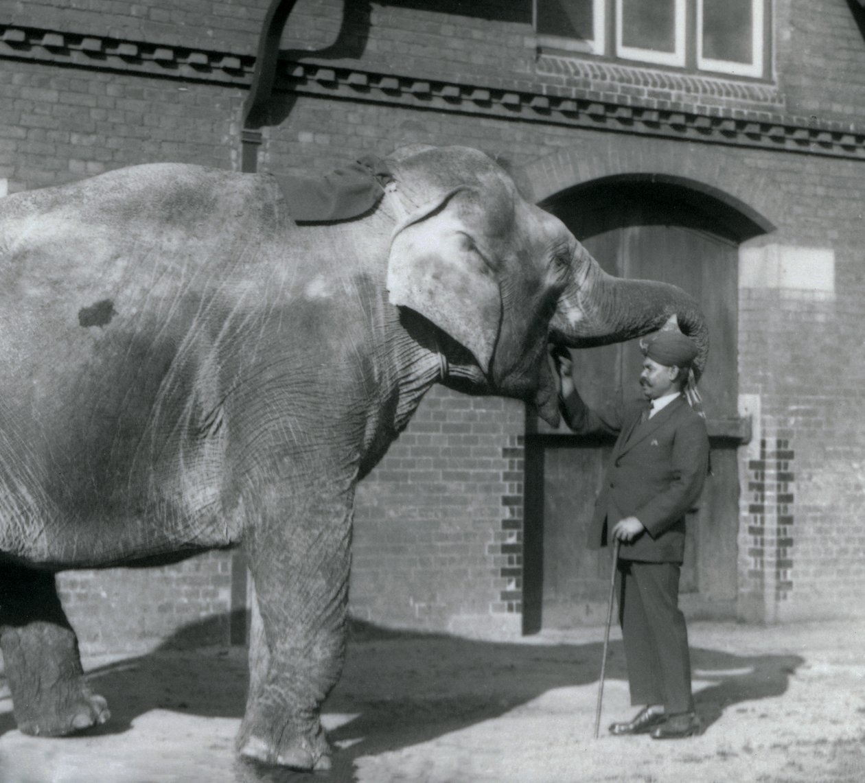 Syed Ali tränar indiarani framför Elephant House, London Zoo, oktober 1925 av Frederick William Bond