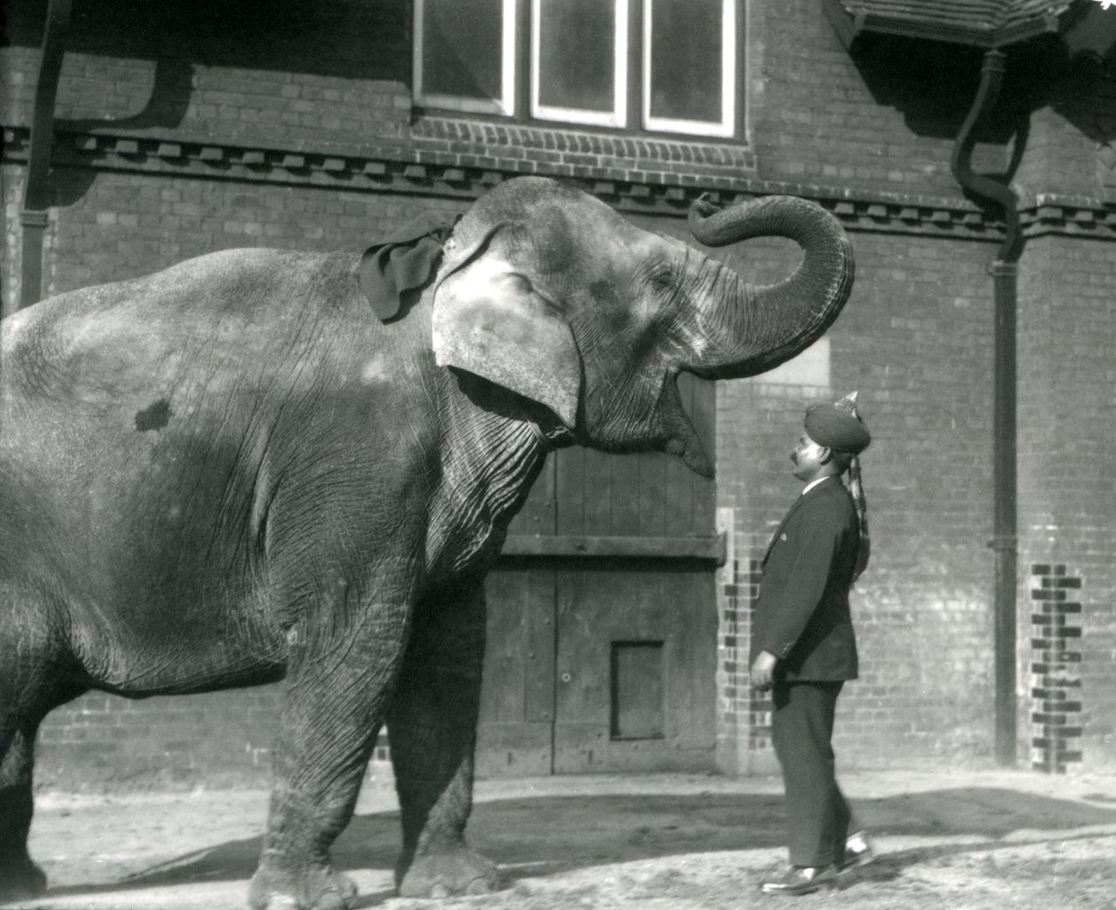 Syed Ali tränar indiarani framför Elephant House, London Zoo, oktober 1925 av Frederick William Bond