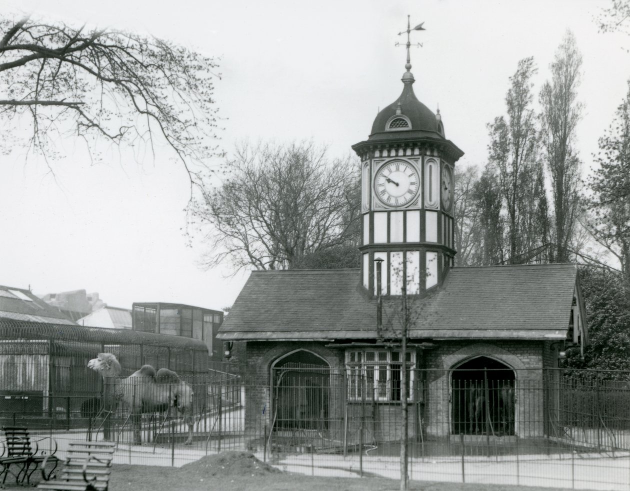 Kamelhuset. London zoo av Frederick William Bond