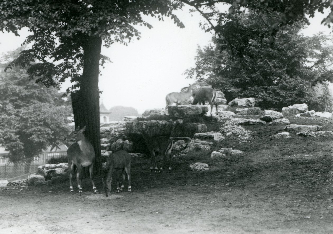 ElandAntelope Paddock på London Zoo 1924 av Frederick William Bond