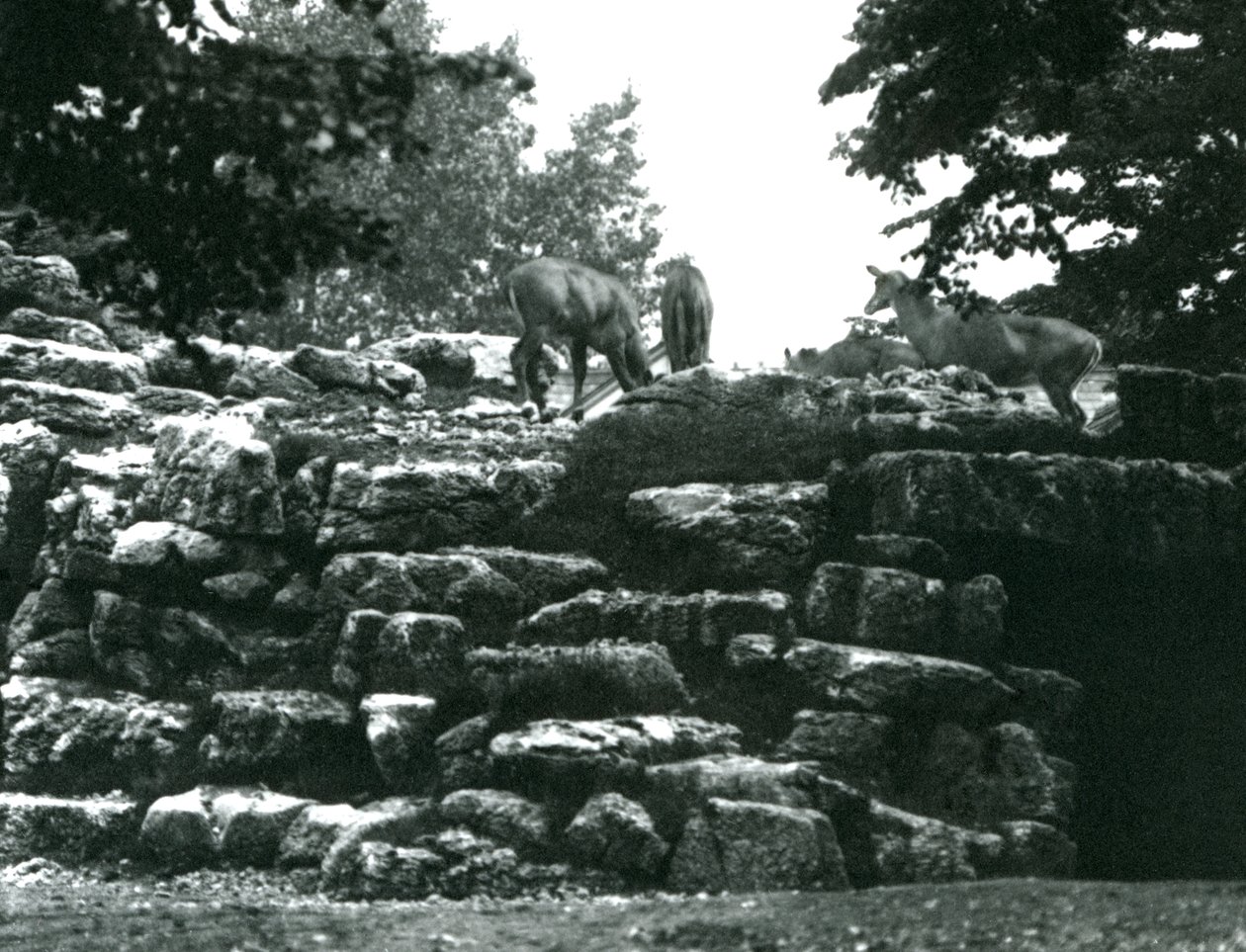 ElandAntelope Paddock på London Zoo i juni 1924 av Frederick William Bond